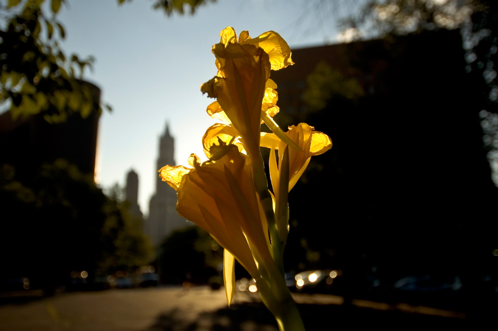 Flower From Behind